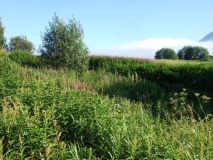 Bjark�ya barrow cemetary - PID:35284