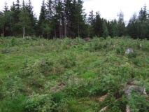 Heggstad - PID:69845