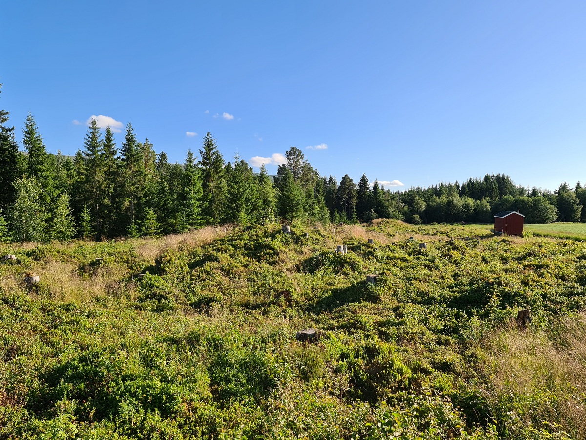 Åneshaugen-Jørstad