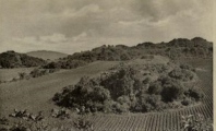 Monte Alban