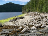 Ancient clam gardens on Quadra Island