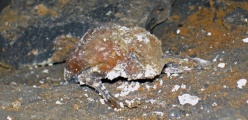 Mammoth Cave Kentucky