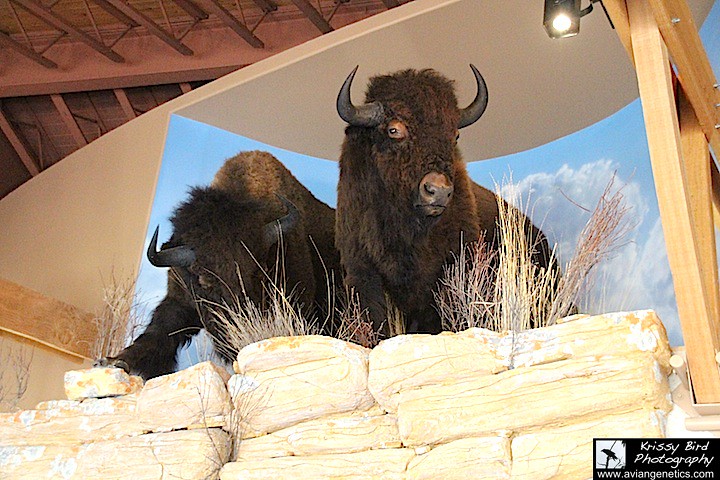 First Peoples Buffalo Jump