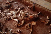Click for full size image of Vore Buffalo Jump (PID:190568) Vore Buffalo Jump