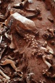 Click for full size image of Vore Buffalo Jump (PID:190569) Vore Buffalo Jump