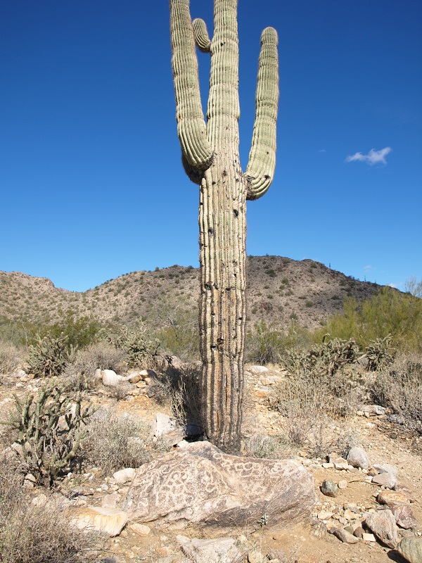 White Tank Mountains Petroglyphs