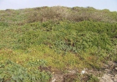 Sand Hill Bluff Shellmound