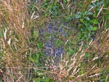 Bahia Wulaia Dome Middens - PID:38025