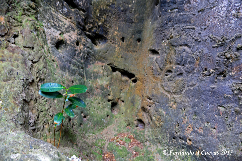 Click for full size image of La Cueva del Indio (Puerto Rico) (PID:208532) La Cueva del Indio (Puerto Rico)