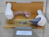 Click for full size image of Vleeshuismuseum (PID:198497) Vleeshuismuseum