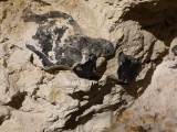 Click for full size image of Silex's (PID:132819) Silex's