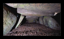 D8 Kniphorstbos - PID:86181