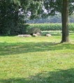 Click for full size image of D2 Westervelde (PID:168166) D2 Westervelde