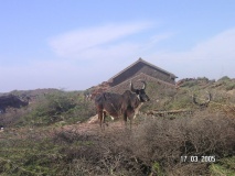 Guneri village, Lakhpat taluka, Kutch, Gujarat  - PID:59864
