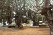 Click for full size image of Gothapabbata Vihara (PID:123627) Gothapabbata Vihara