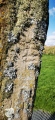 Greenhill south ogham stone