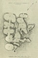 Click for full size image of Kordin III (PID:100154) Kordin III