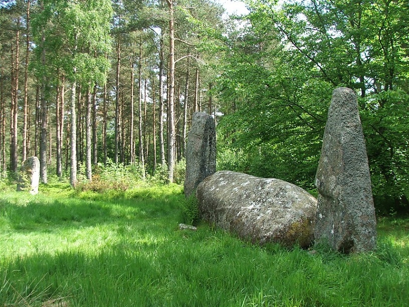 Cothiemuir Wood