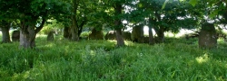 Click for full size image of Netherton (PID:60546) Netherton