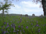 Click for full size image of Temple Wood S (PID:234461) Temple Wood S