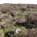Click for full size image of Camster Stone Rows (PID:11913) Camster Stone Rows
