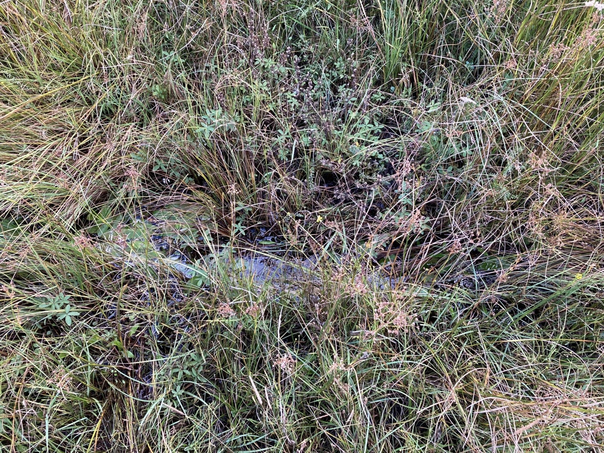 Click for full size image of Chalybeate Well (Dalry) (PID:248622) Chalybeate Well (Dalry)