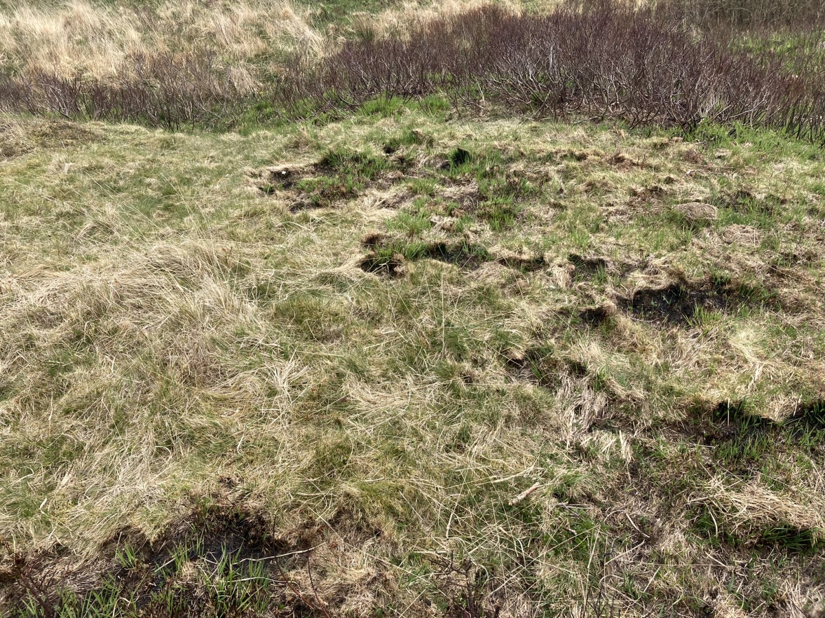 Click for full size image of Fauldinchie W (PID:241231) Fauldinchie W