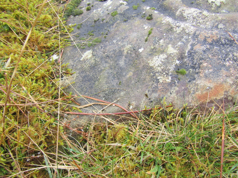 Cairnharrow Cup & Ring Marked Stone