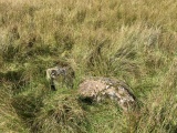 Click for full size image of Chalybeate Well (Dalry) (PID:248620) Chalybeate Well (Dalry)