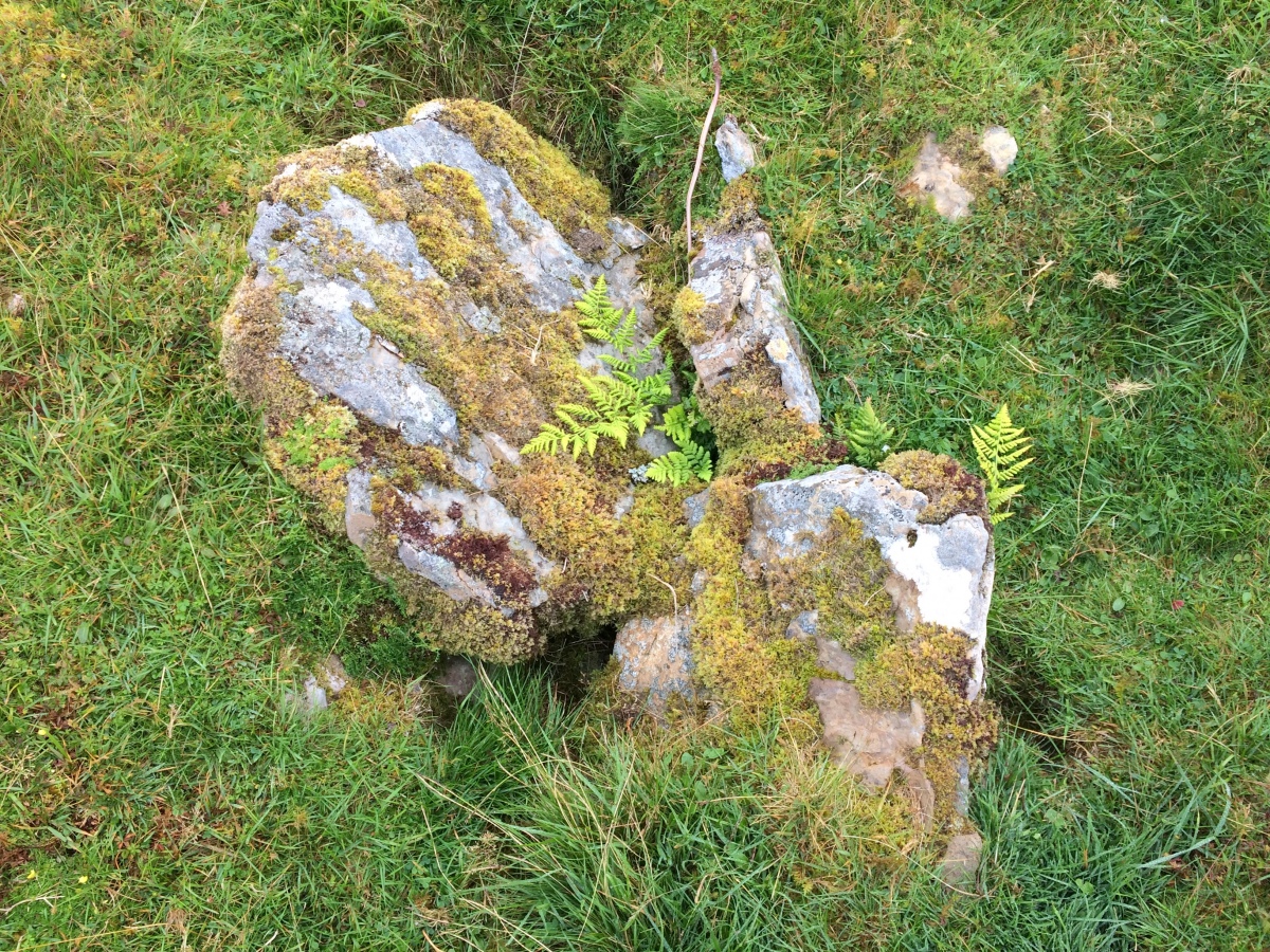 Click for full size image of Glacbain (PID:231718) Glacbain