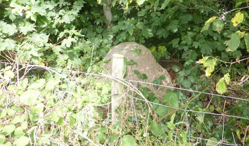 Stone 4 is situated within dense vegetation on the southern side of a field boundary. View from south.