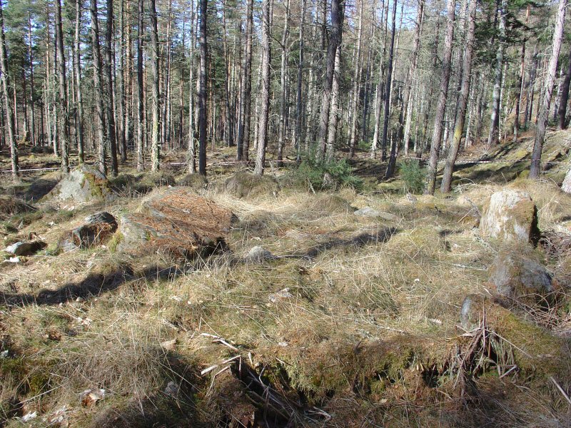 Click for full size image of Brahan Wood (PID:105202) Brahan Wood