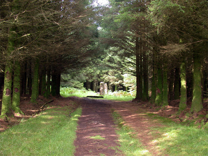 Dervaig Stone Row
View to the stones from the entrance into the wood. A very beautiful approach to the site.