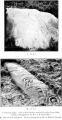Click for full size image of Stronach Ridge Rock Art (PID:94267) Stronach Ridge Rock Art