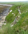 Click for full size image of Broch of Steiro (PID:229012) Broch of Steiro