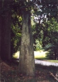 Balnakeilly Stone Circle (006)