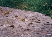 Click for full size image of Upper Gaskan 005 (PID:7283) Upper Gaskan 005