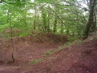 Lodge Wood