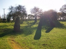 Harolds Stones - PID:84529