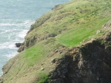 Click for full size image of Ynys-y-Fydlyn (PID:94458) Ynys-y-Fydlyn