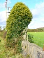 Click for full size image of Maen Addwyn (PID:34799) Maen Addwyn