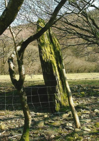 Click for full size image of Ty Newydd Standing Stone (PID:108153) Ty Newydd Standing Stone