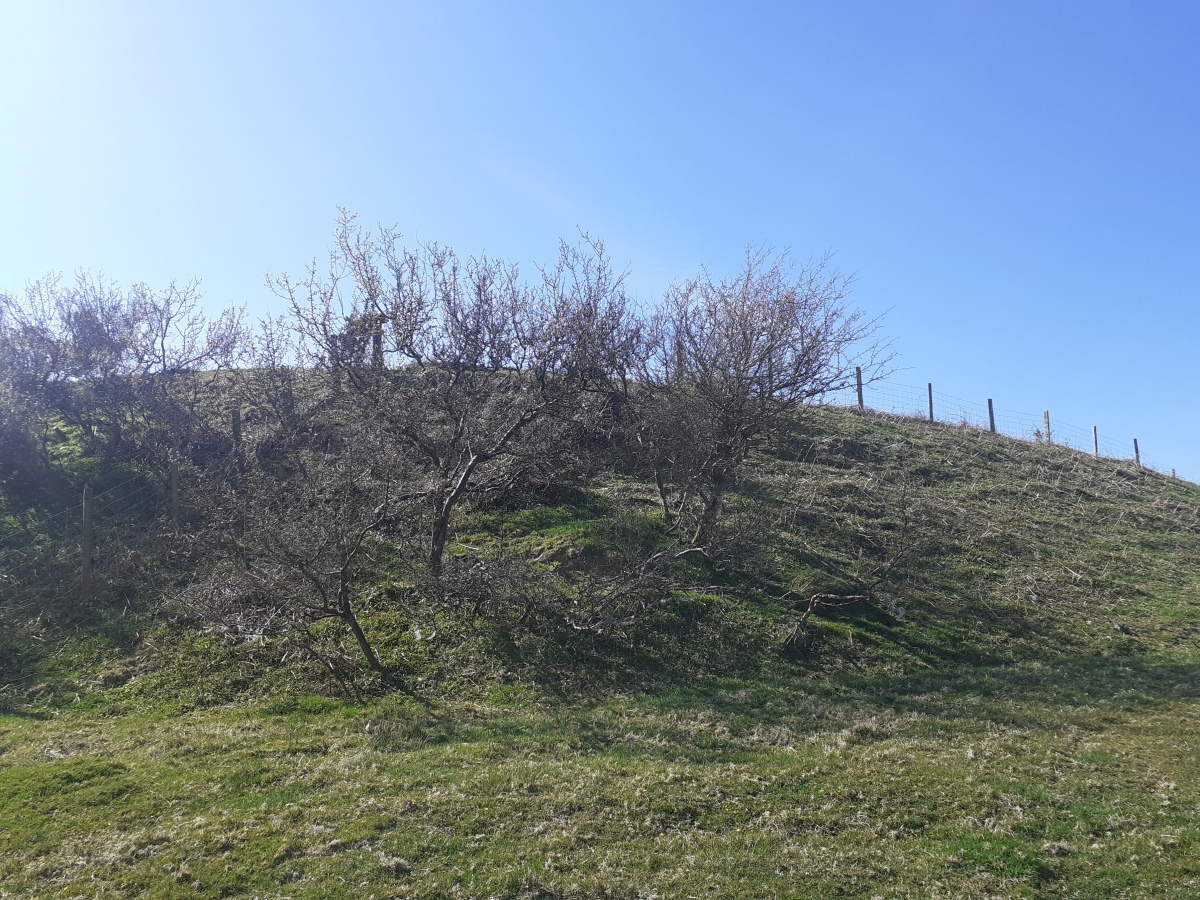 Click for full size image of Gaer Penrhôs (PID:225722) Gaer Penrhôs