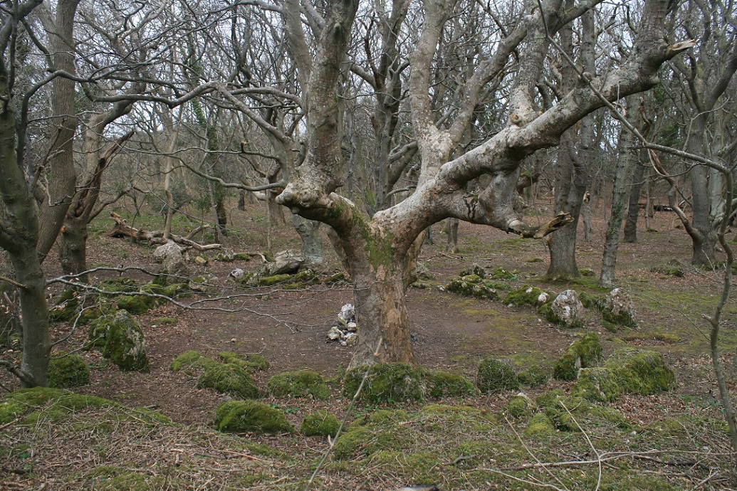 Coed Gaer Hut Circle