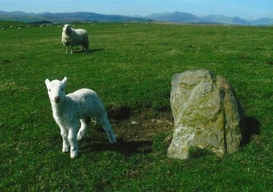 Hafod y Garreg Row