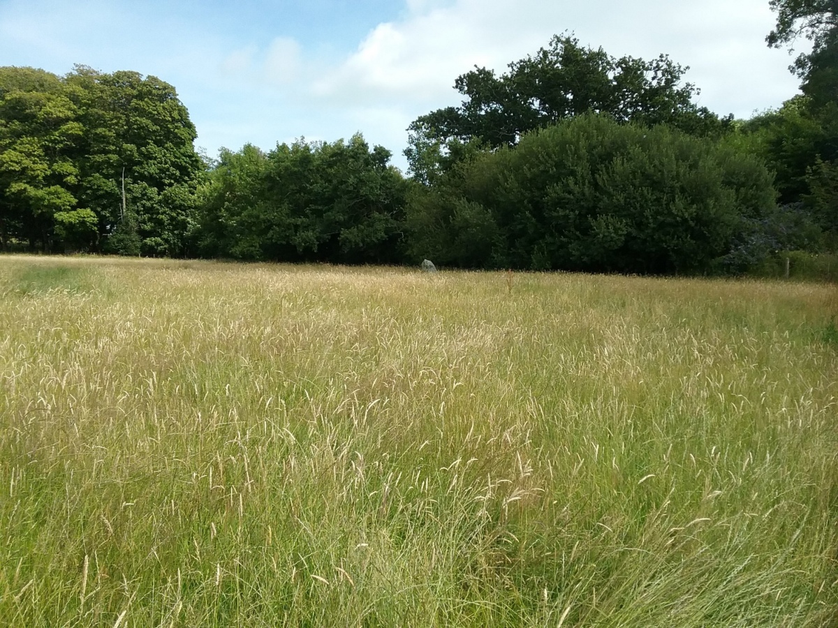 Click for full size image of Standing Stone West of Lon Fel (PID:244426) Standing Stone West of Lon Fel