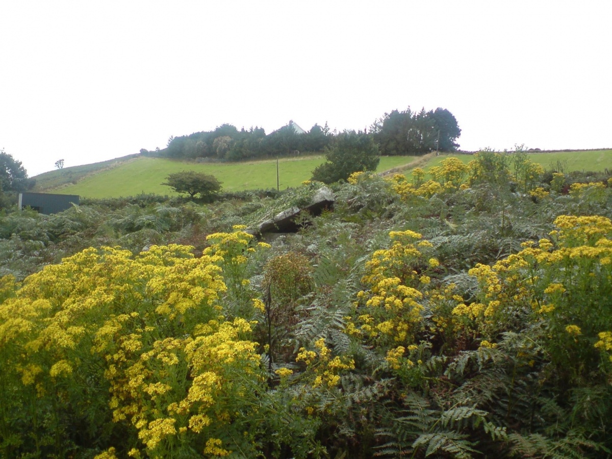 Click for full size image of Tan-Y-Muriau (PID:241284) Tan-Y-Muriau