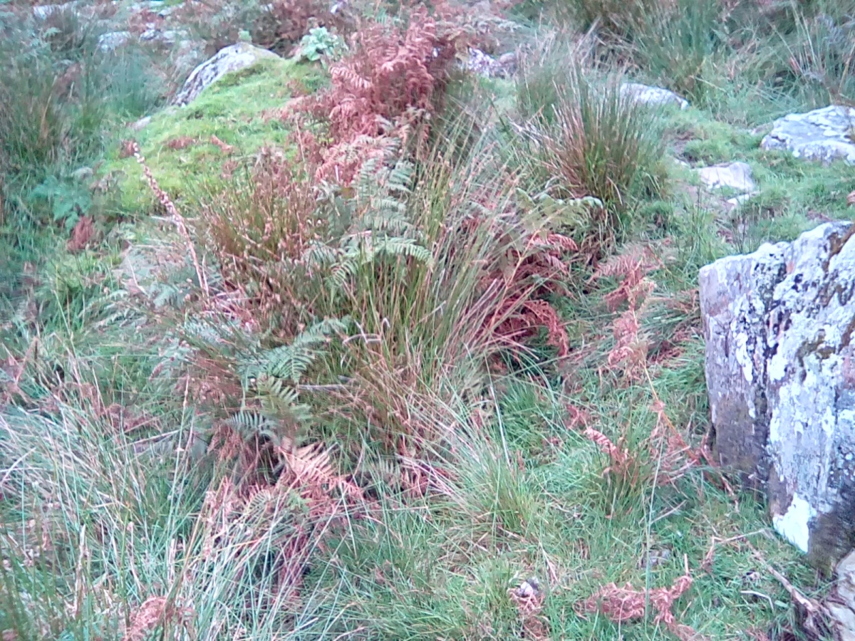 Hut Circle Settlement East of Cefn Bifor