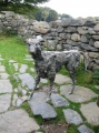 Click for full size image of Bedd Gelert (PID:52951) Bedd Gelert