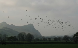 Craig Yr Aderyn - PID:96122